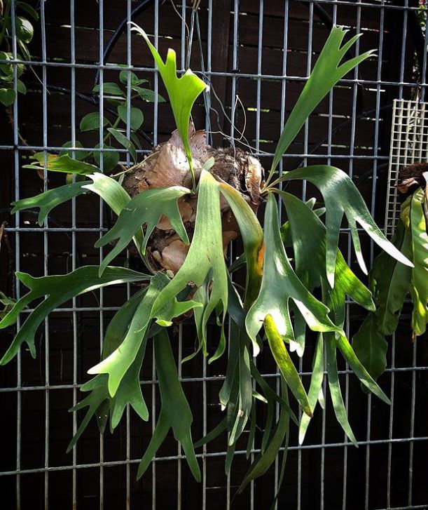Growing Platycerium- Staghorn Ferns in a Tropical Climate – The 